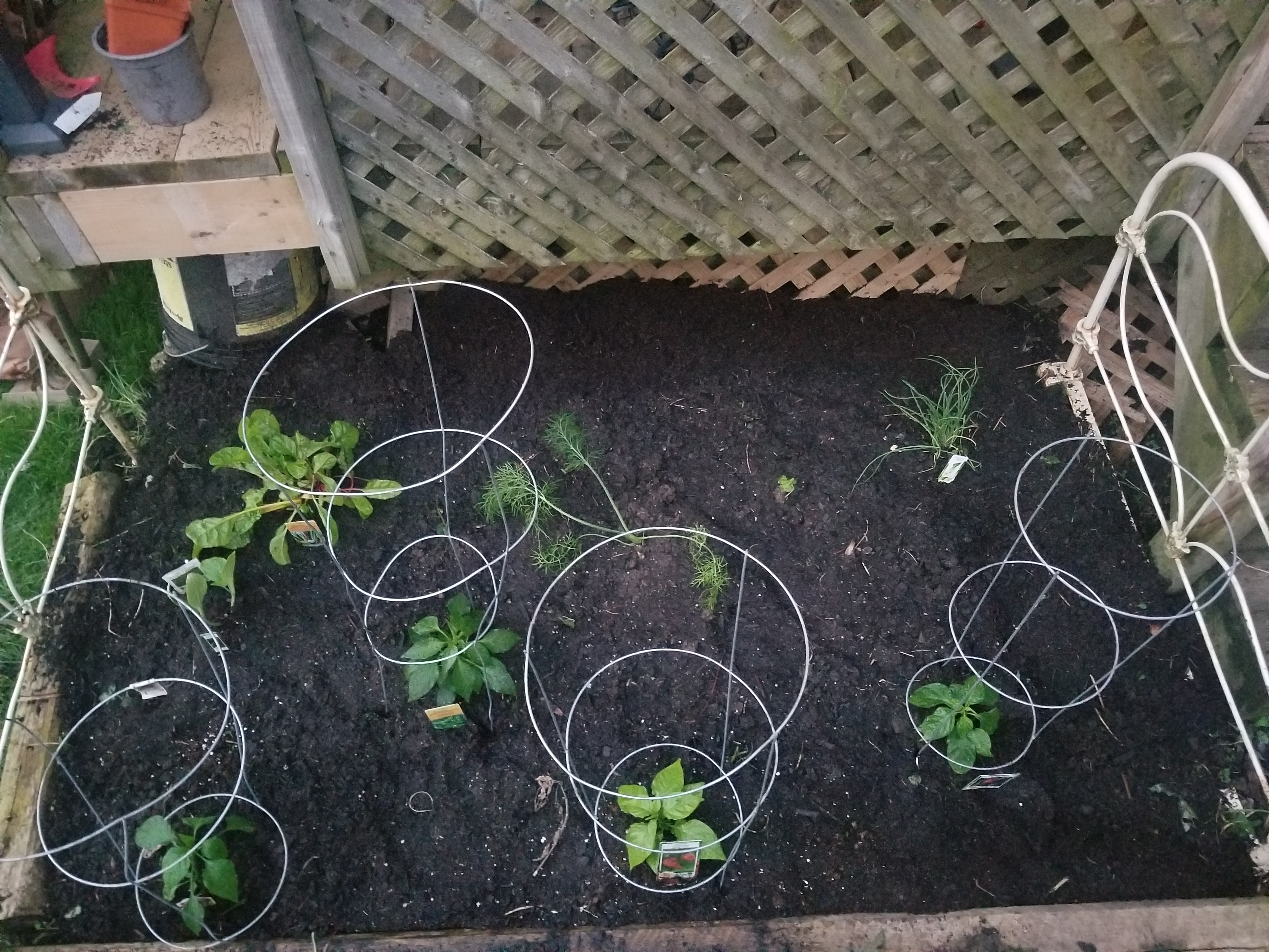 Garden as of May 17, 2024. From back left to bottom right, swiss chard, white onion, zucchini, fennel, shishito pepper, jalapeno pepper, carolina reaper, and cayenne pepper